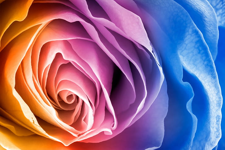 Are Rainbow Roses Real, high, violet, vivid, shade Free HD Wallpaper