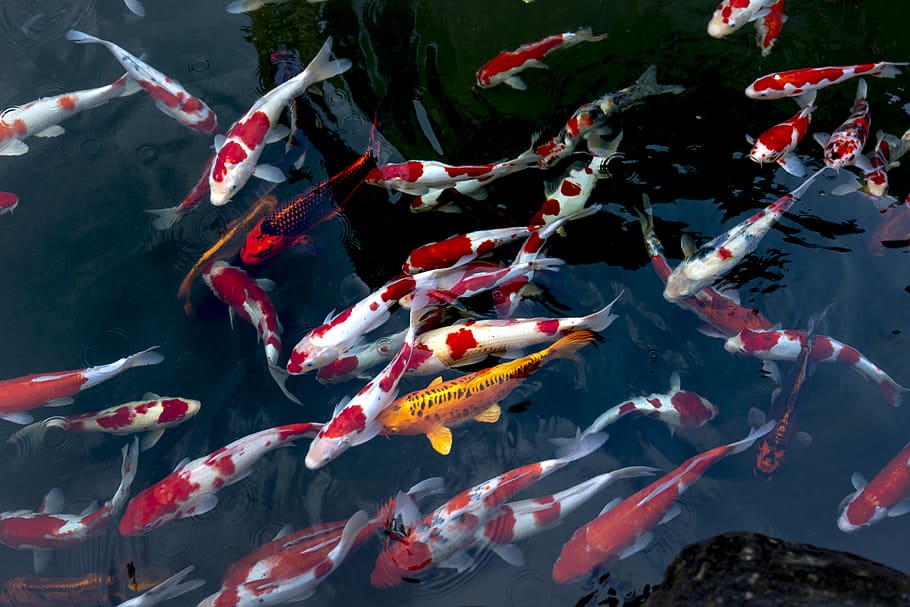 Beautiful Koi Fish Pond, animals in the wild, no people, marine, outdoors Free HD Wallpaper