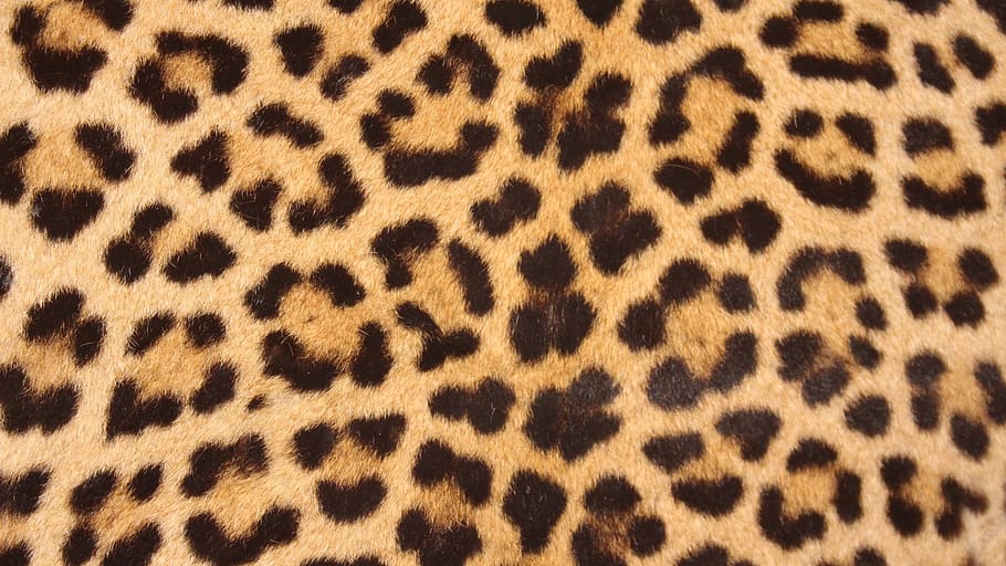 Black On Black Leopard Print, abstract, big cat, animal skin, cheetah Free HD Wallpaper