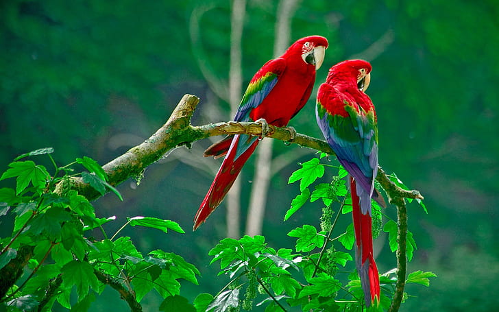 Cute Couple Love Birds, love bird images, love birds s, love bird, love Free HD Wallpaper