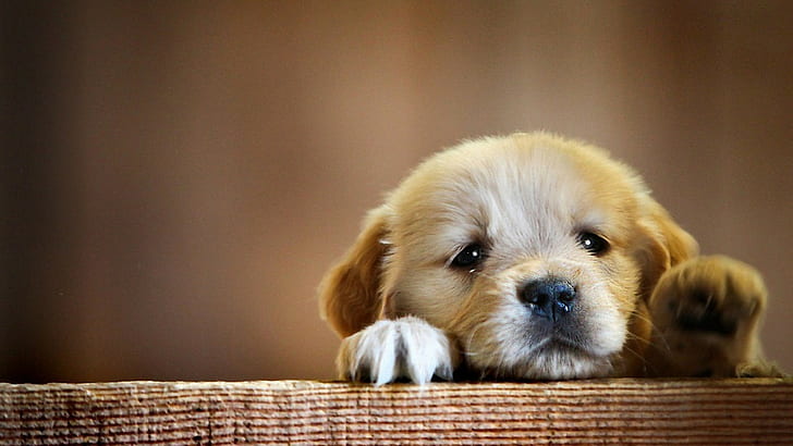 Cute Sad Animals, pets, purebred dog, looking at camera, animal head Free HD Wallpaper