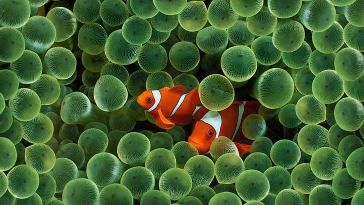 Fish Salad, animal wildlife, one animal, beauty in nature, no people Free HD Wallpaper