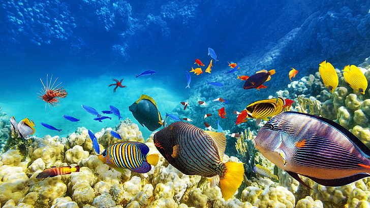 Great Barrier Reef Life, underwater, animals in the wild, sea, swimming Free HD Wallpaper