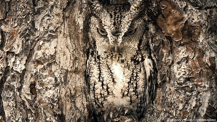 How Do Spotted Owls Camouflage, detail, tree, gray, full frame