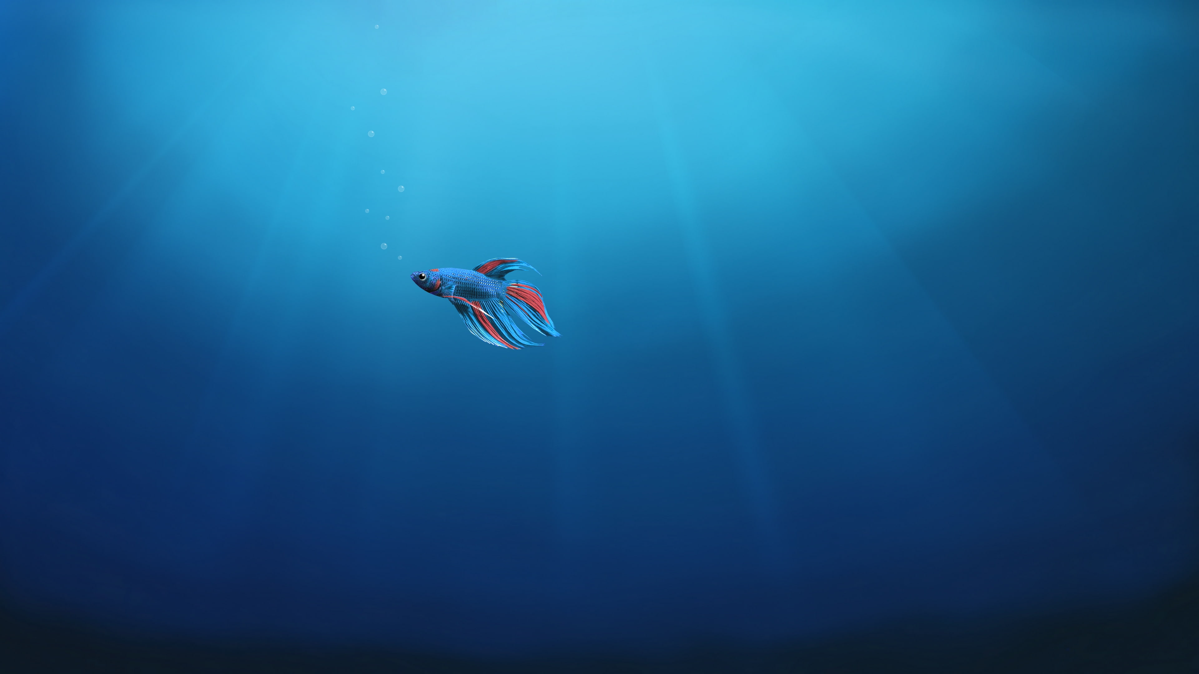 Italy, underwater, windows 10, alone, fish