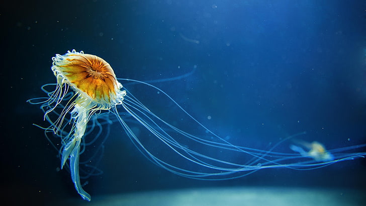 Jellyfish Artwork, no people, closeup, animal wildlife, underwater Free HD Wallpaper