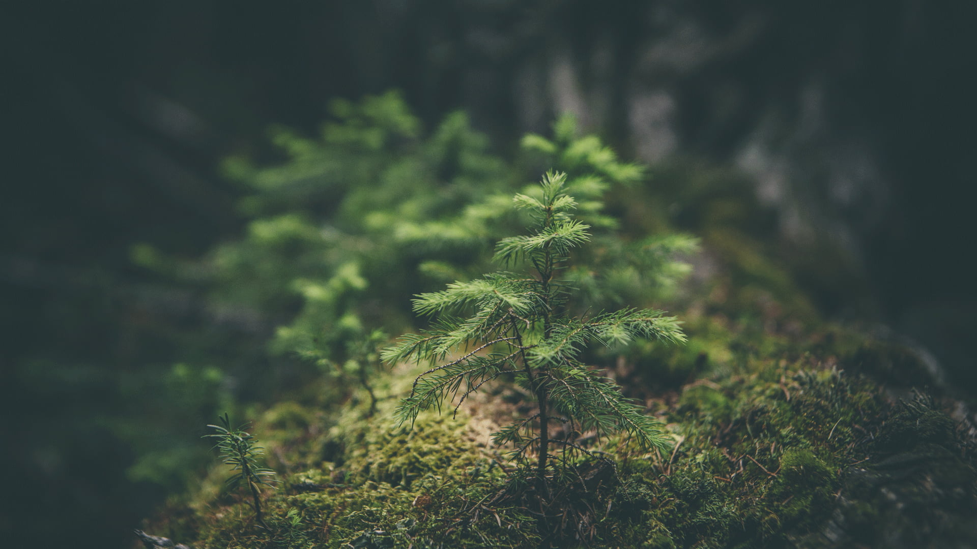 Nature Forest, trees, growth, outdoors, tranquility