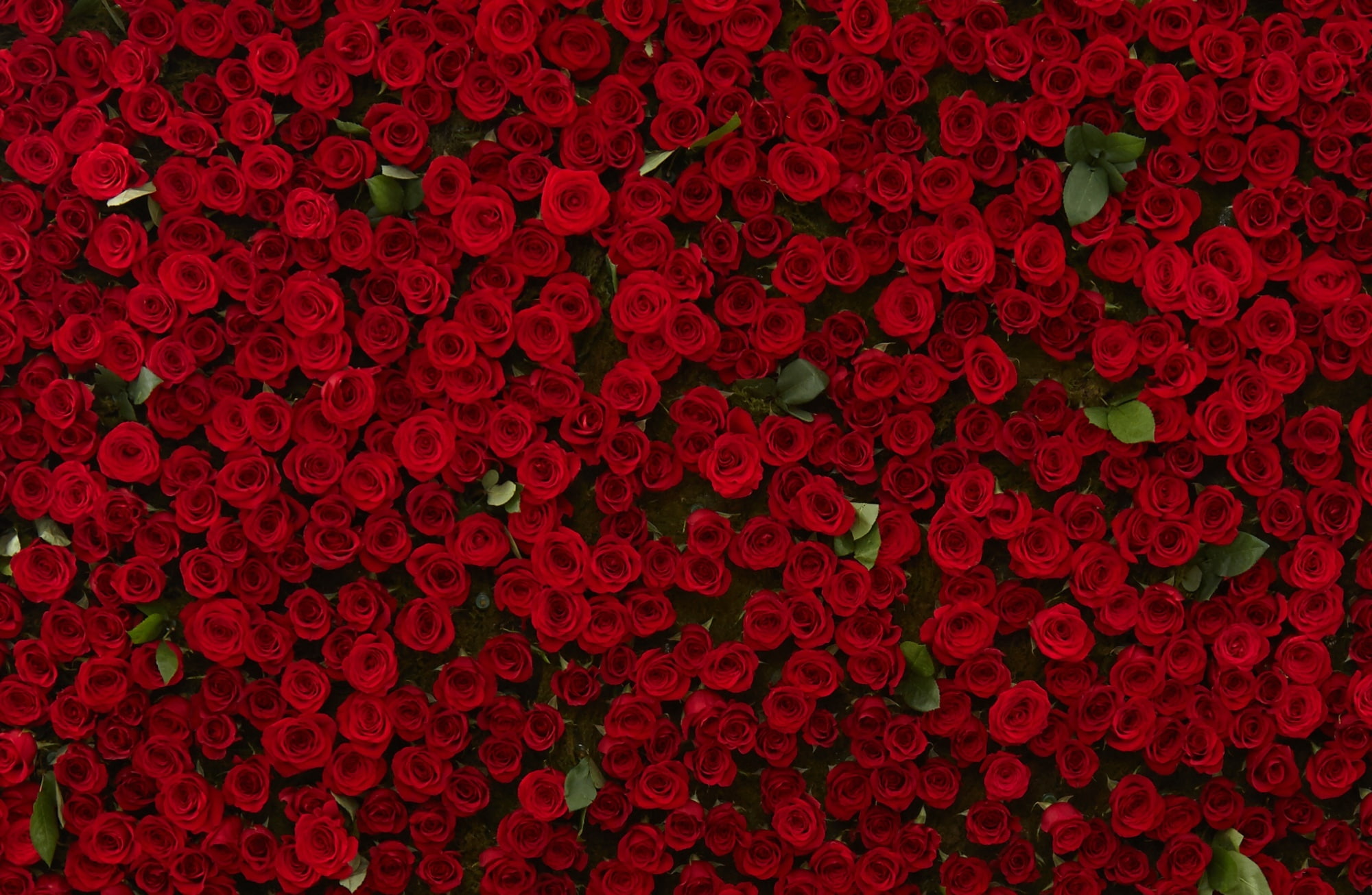 romance, indoors, redroses, high angle view
