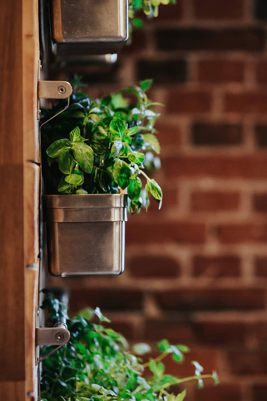 Royalty Aesthetic Outfits, food and drink, potted plant, plant part, focus on foreground