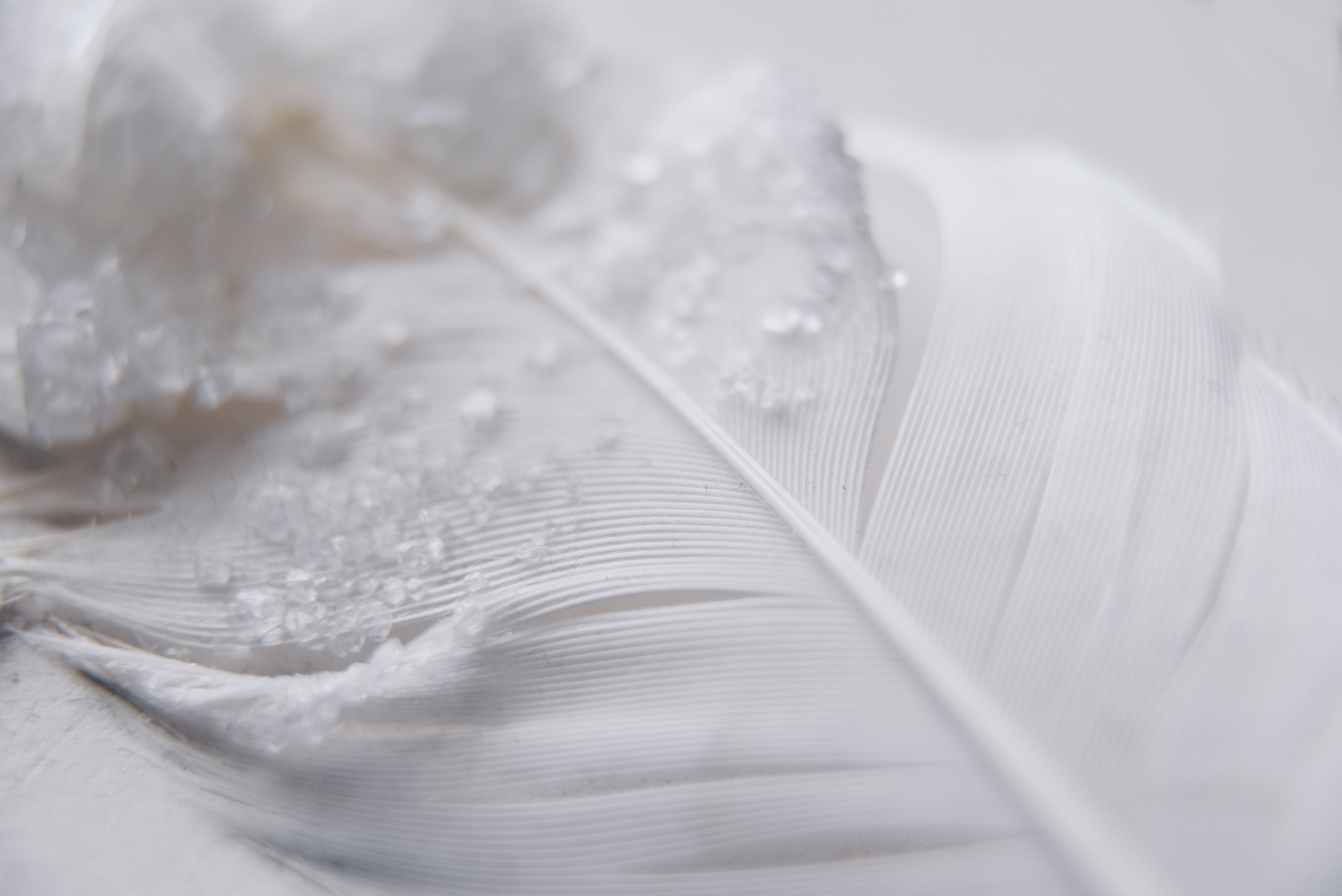 Sample Employee Survey Form, soft, material, closeup, purity