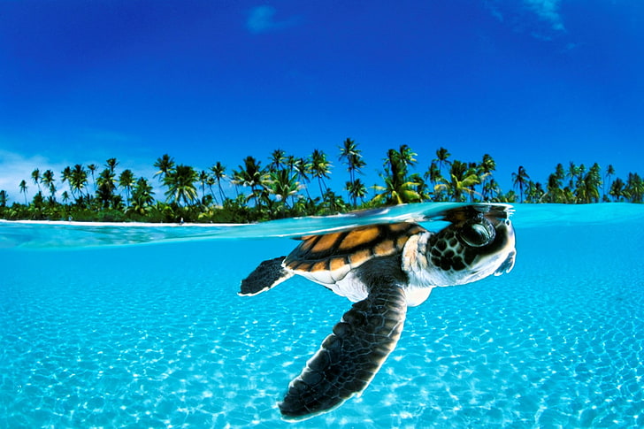 Sea Turtle Photography, full length, undersea, day, clear sky Free HD Wallpaper