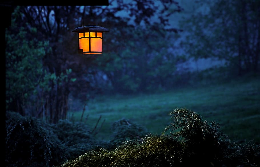 the fog, illuminated, garden, dusk