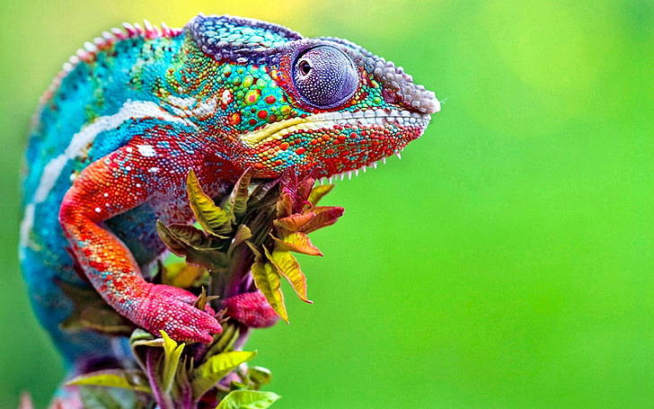 Veiled Chameleon Habitat, colors, focus on foreground, animal body part, animals