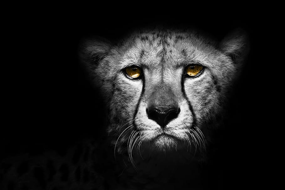 Wildlife Leopard, aggression, animal eye, natural, animal body part Free HD Wallpaper