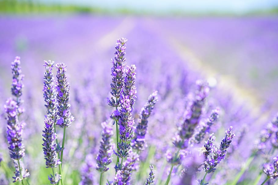 All Purple Flowers, decorative, plant, no people, lavender cultivation Free HD Wallpaper