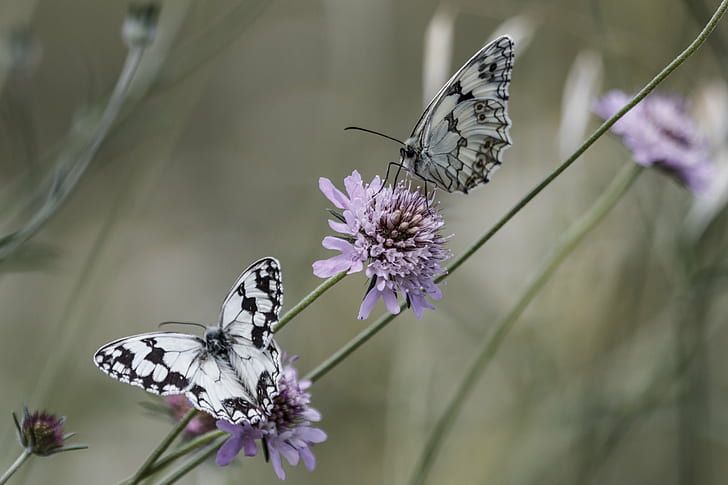 Amazing Flower Photography, mariposa, nortea, closeup, animal wing Free HD Wallpaper