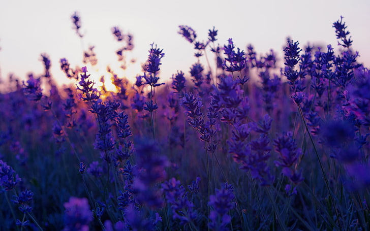 Artificial Lavender Flowers, no people, selective focus, plant, closeup Free HD Wallpaper