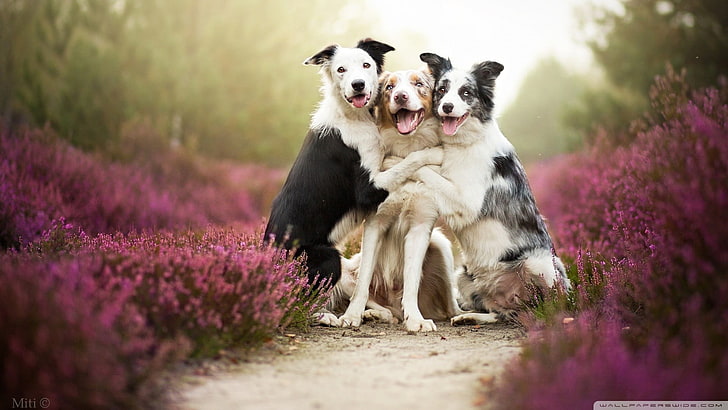 Beautiful Dog Photos, haze, animal themes, full length, friendship Free HD Wallpaper