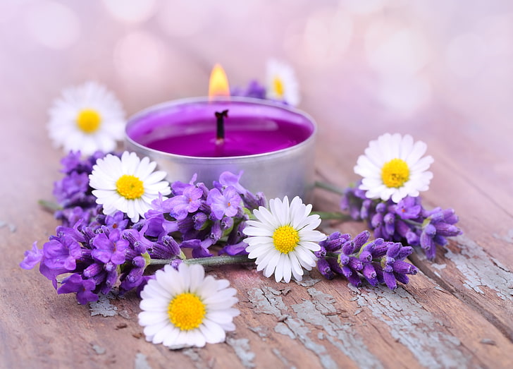 Beautiful Purple Daisy Flowers, petal, flower arrangement, tranquil scene, healthcare and medicine Free HD Wallpaper