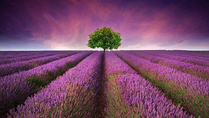 Beautiful Purple Flower Field, beautiful, Beautiful, purple, lonely Free HD Wallpaper