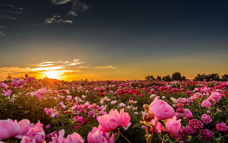 Beautiful Tulip Fields, petal, green color, scenics, fragility Free HD Wallpaper