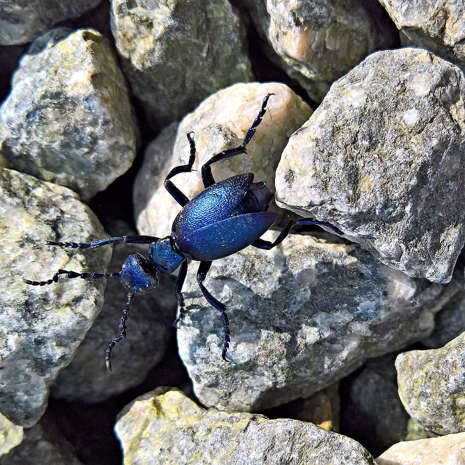 Beetle Feet, rock  object, animal wildlife, animal themes, royal blue Free HD Wallpaper