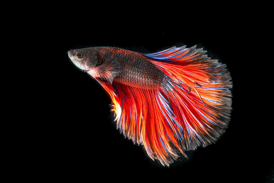 Betta Fish Types, animal, copy space, sea life, sea