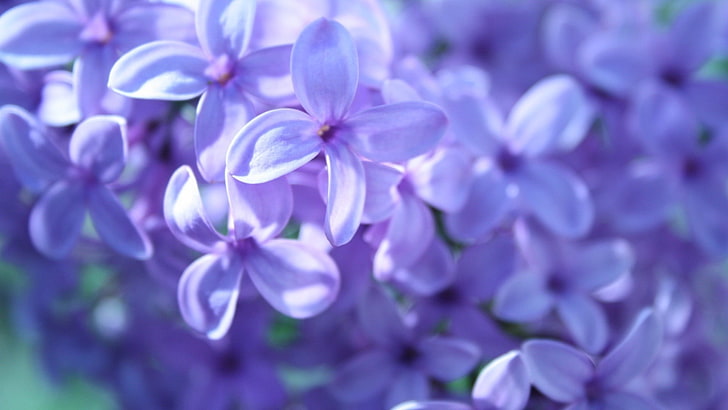 Blue and Purple Flowers, softness, flower head, closeup, freshness Free HD Wallpaper