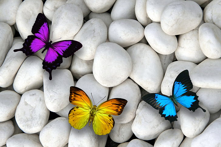 Blue Butterfly Meaning, rock, artistic, stone, butterfly Free HD Wallpaper