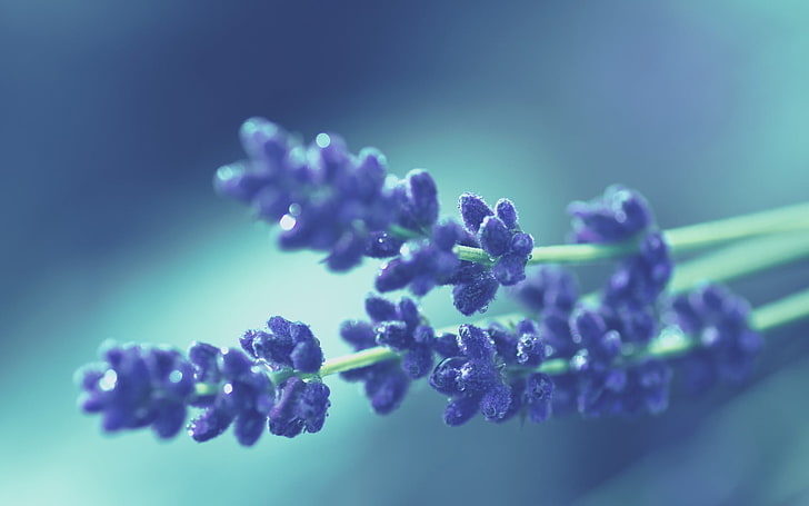 Blue Winter Flowers, softness, beauty in nature, vulnerability, stem Free HD Wallpaper