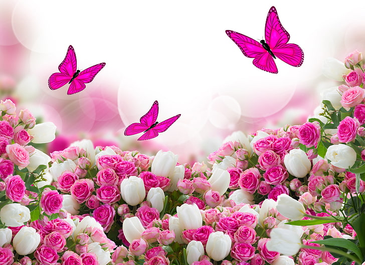 Butterflies On Flowers, blossom, summer, no people, springtime Free HD Wallpaper