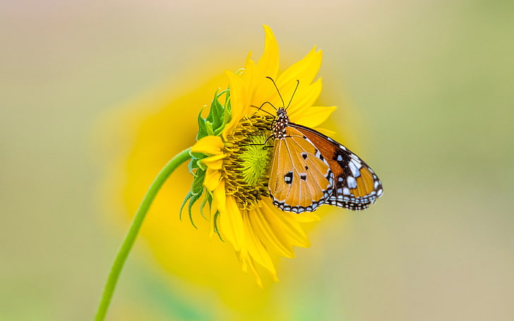 Butterfly, laptop, flower head, beauty in nature, animals in the wild