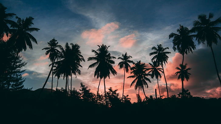 Cartoon Palm Tree Sunset, sunset, twilight, tropical landscape, tree Free HD Wallpaper