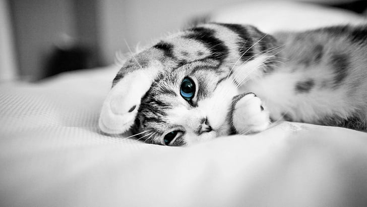 Cat Breeds Blue Eyes, portrait, soft, pets, baby Free HD Wallpaper