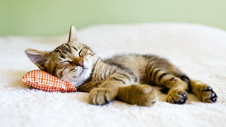 Cat Sleeping with Human, pillow, tabby cat, checked, fur Free HD Wallpaper