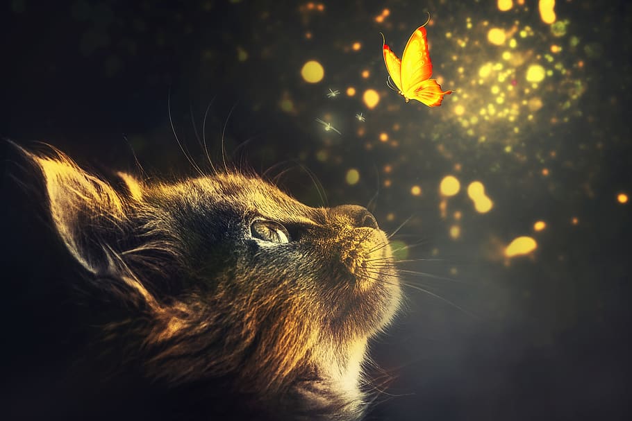 Clip Art Butterflies and Cats, looking, tabby, domestic, mammal Free HD Wallpaper