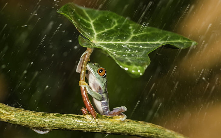 Cute Frogs Using Leaf as Umbrella, rainforest, forest, animal themes, tropical rainforest