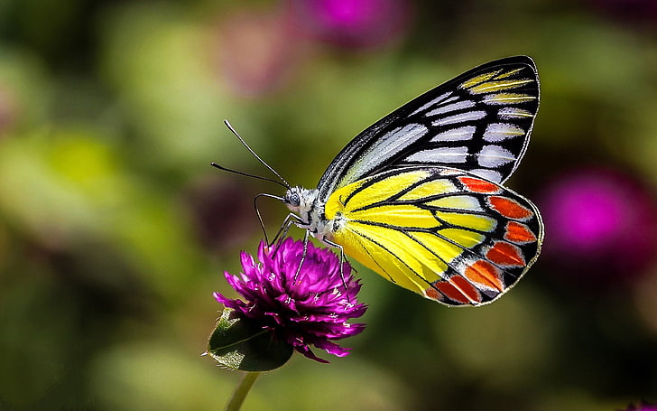 Cute Yellow Butterfly, laptop, ultra, flower, freshness Free HD Wallpaper