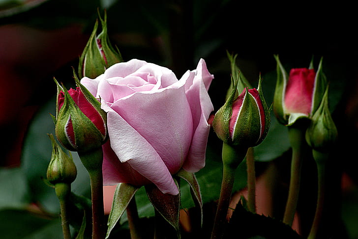 Dark Red Climbing Rose, moody blues, cc0, nature, leaf Free HD Wallpaper