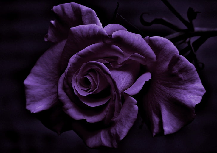 Deep Dark Purple Rose, closeup, freshness, rose, flower head