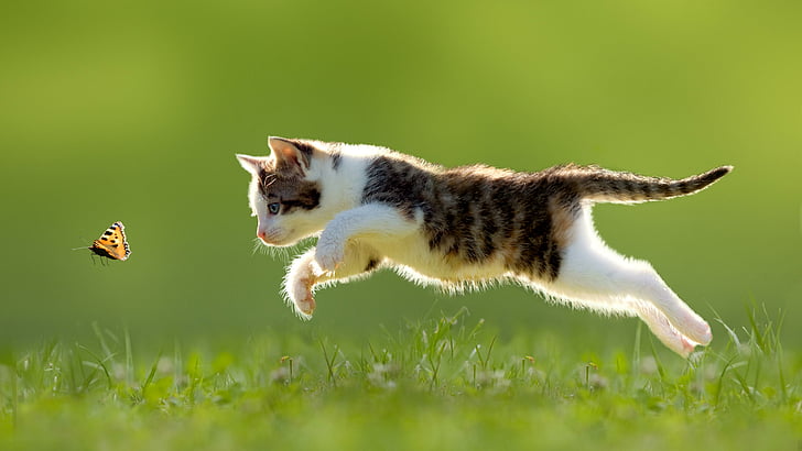 Dog Chasing Butterfly, short haired cat, hunt, kitten, domestic cat Free HD Wallpaper