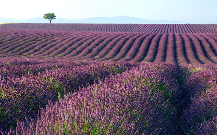 doTERRA Lavender Field, farm, rural scene, agriculture, environment Free HD Wallpaper