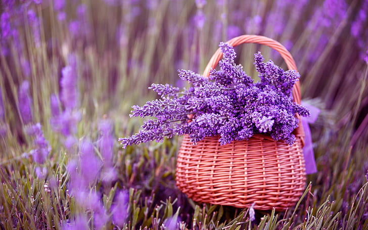 Dried Lavender Flowers, Lavender, lavender, Flowers, flowers Free HD Wallpaper