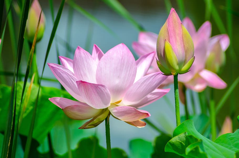 Egyptian Lotus, white, springtime, pond, lotus water lily