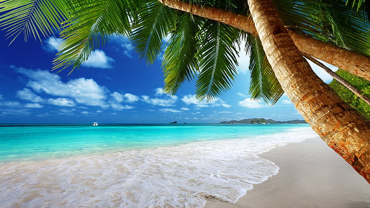 Exotic Beach Destinations, holiday, tree, arecales, palm Free HD Wallpaper