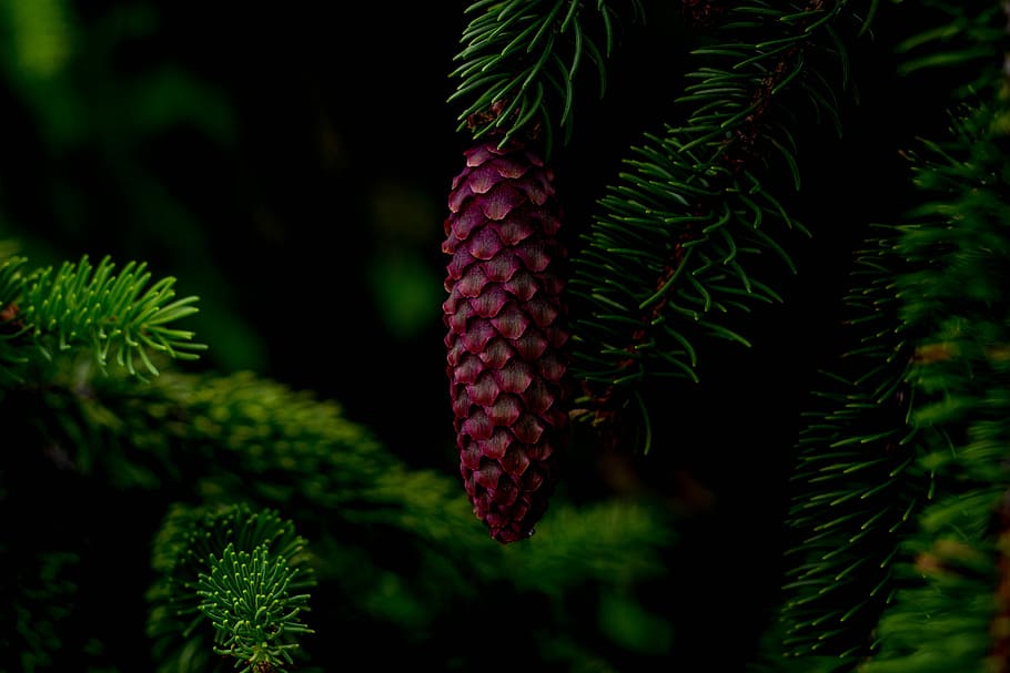 Fichtenzapfen Sirup, growth, branch, pine cone, selective focus Free HD Wallpaper