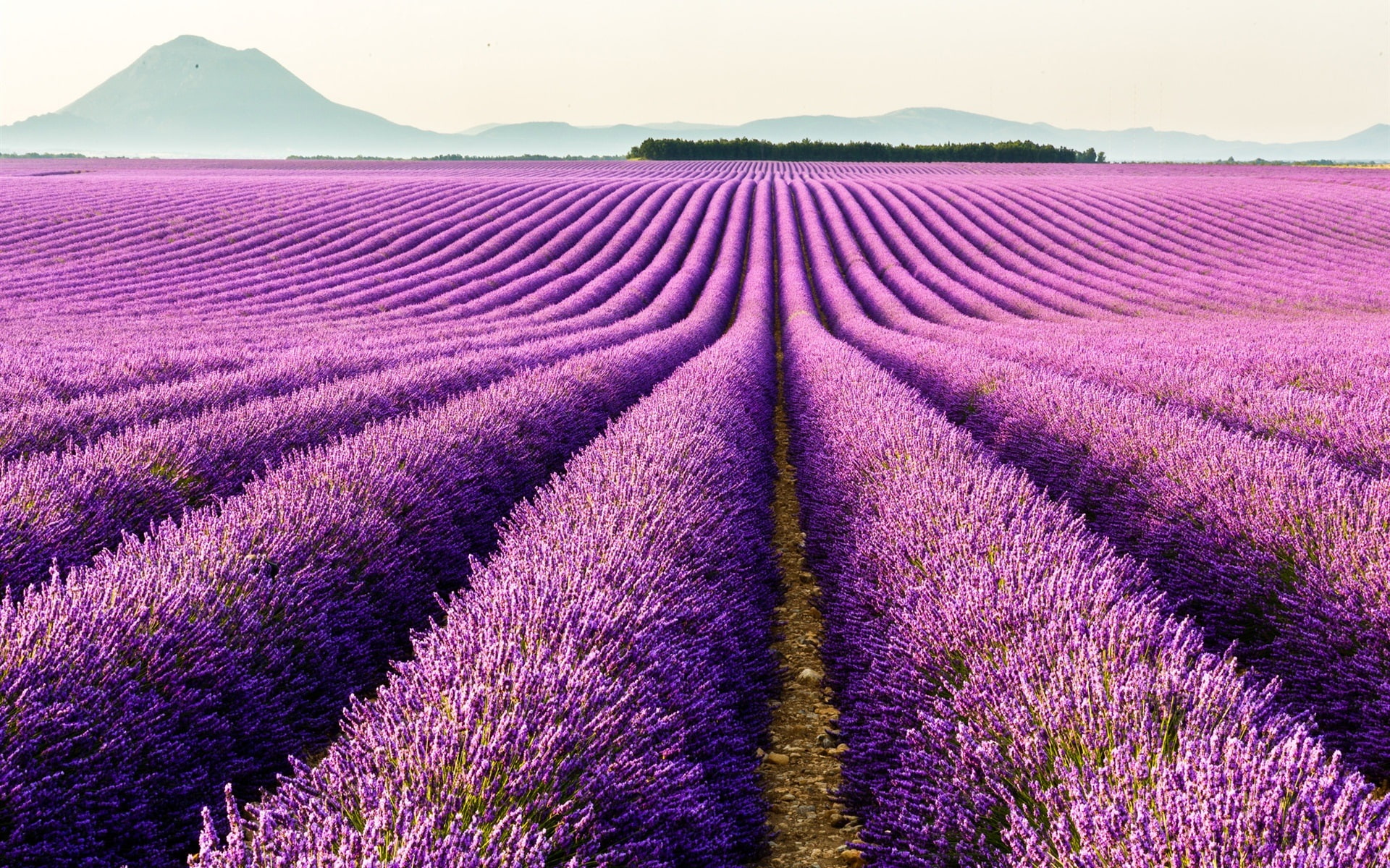 field, purple, provence, lavender