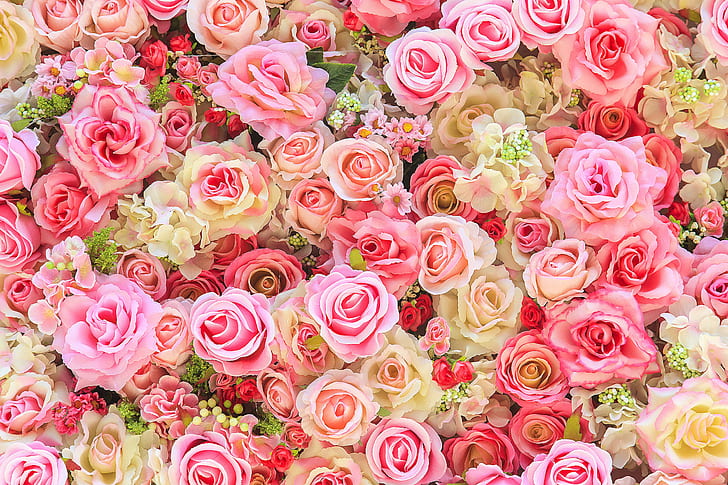 Floral Rose, flowers, bud, colorful, buds Free HD Wallpaper