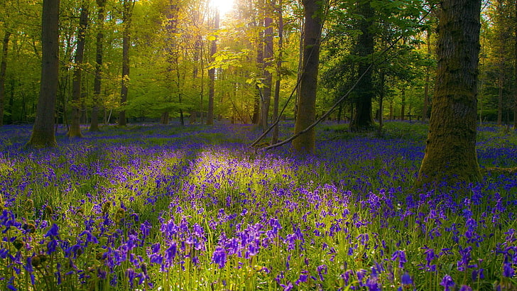 Flower Forest Trees, woodland, scenics  nature, tree, blue flowers Free HD Wallpaper