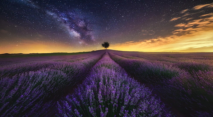 Forest Moon Night Sky, tranquility, sky, lavender, flowering plant Free HD Wallpaper